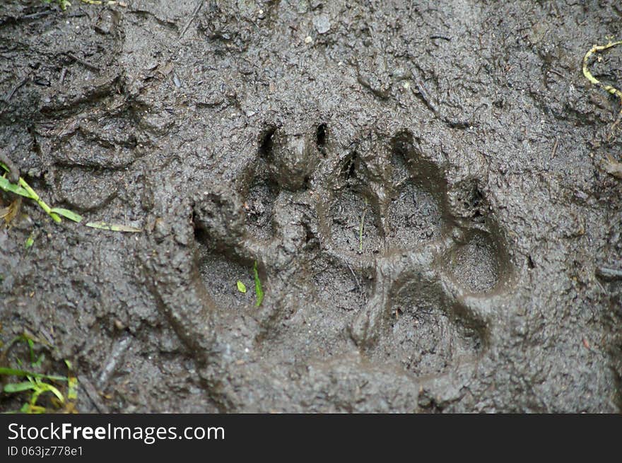 Brown Bear Track