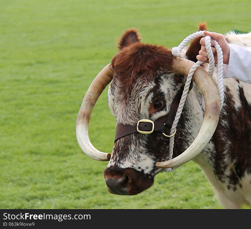 Longhorn Cattle.