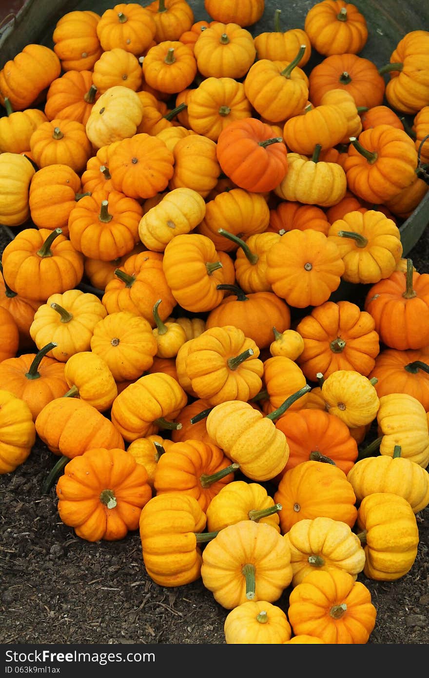 Orange Pumpkins.