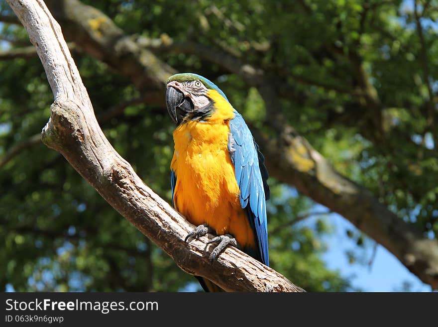 Blue And Orange Parrot.