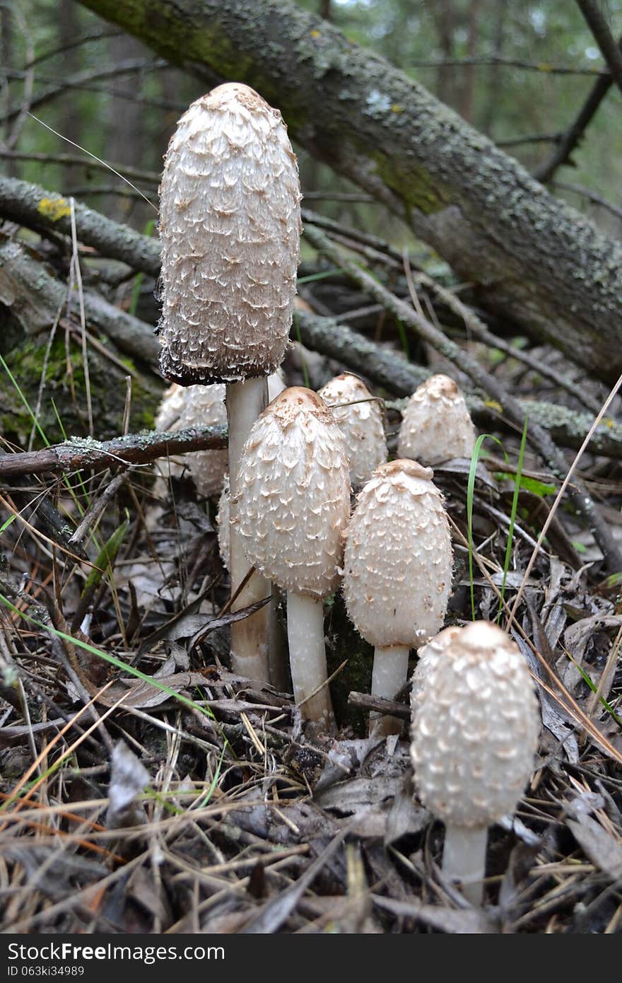 Mushroom Coprinus comatus shaggy autumn nature