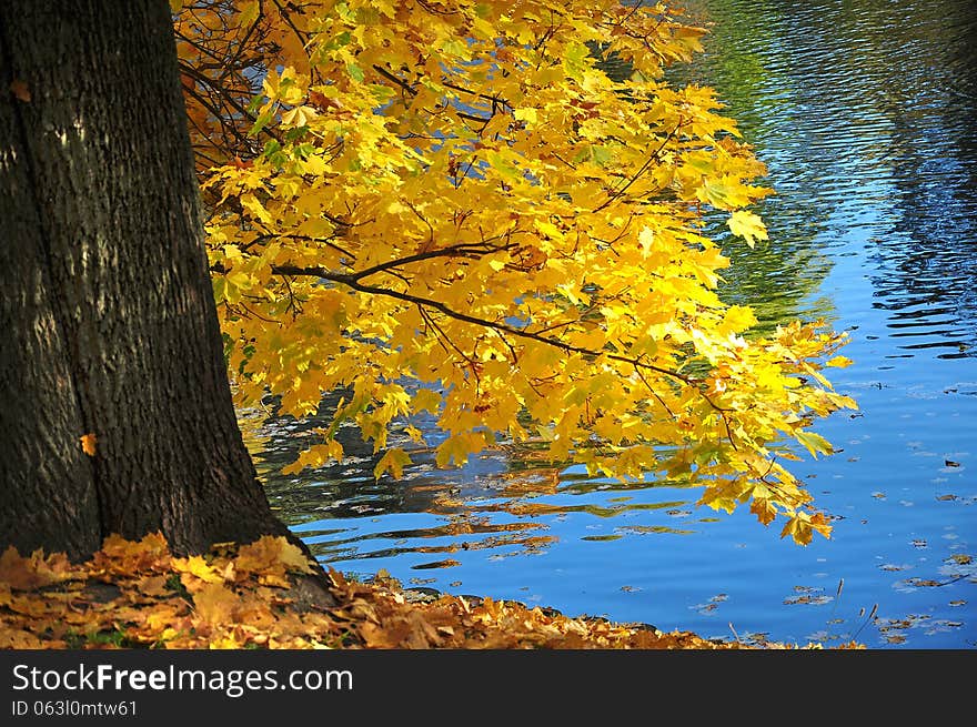 Autumn leaves on a branch over the river