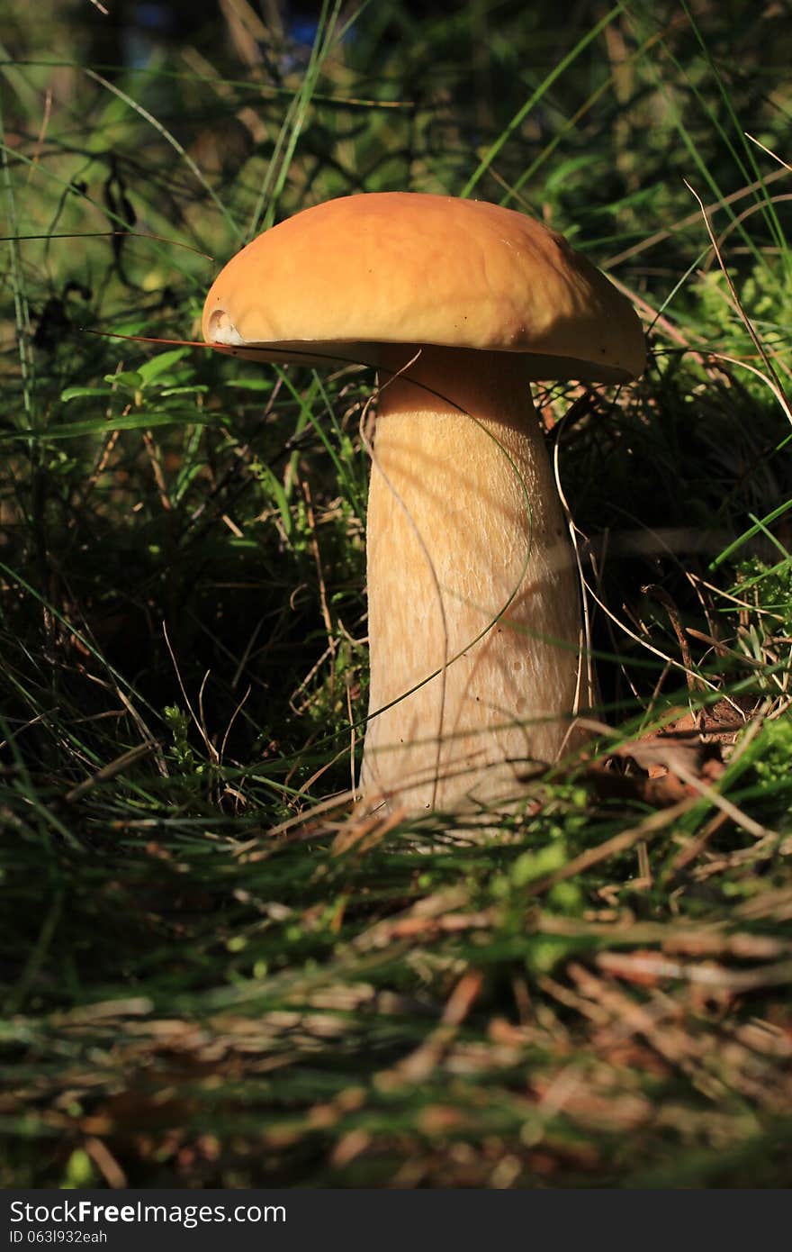 Red edible fungus in forest. Red edible fungus in forest