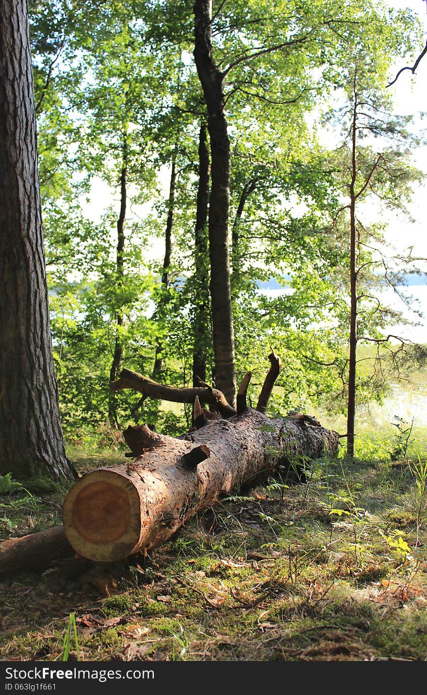 Fallen tree