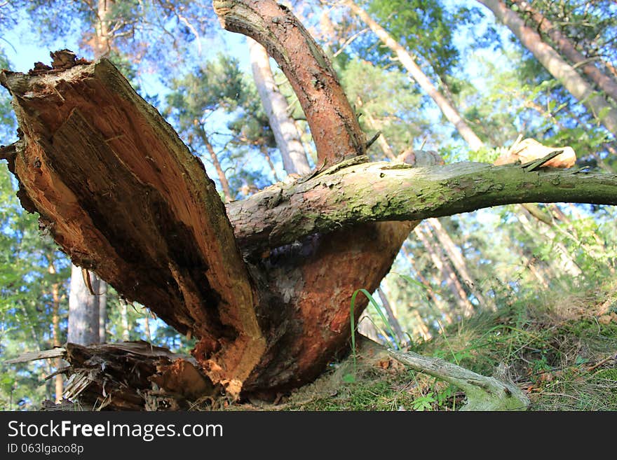 Fallen tree