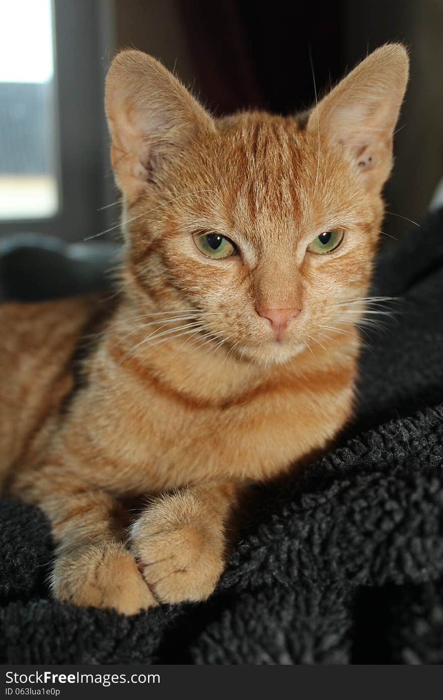 A close up portrait of a mature, orange tabby cat with big green eyes. A close up portrait of a mature, orange tabby cat with big green eyes