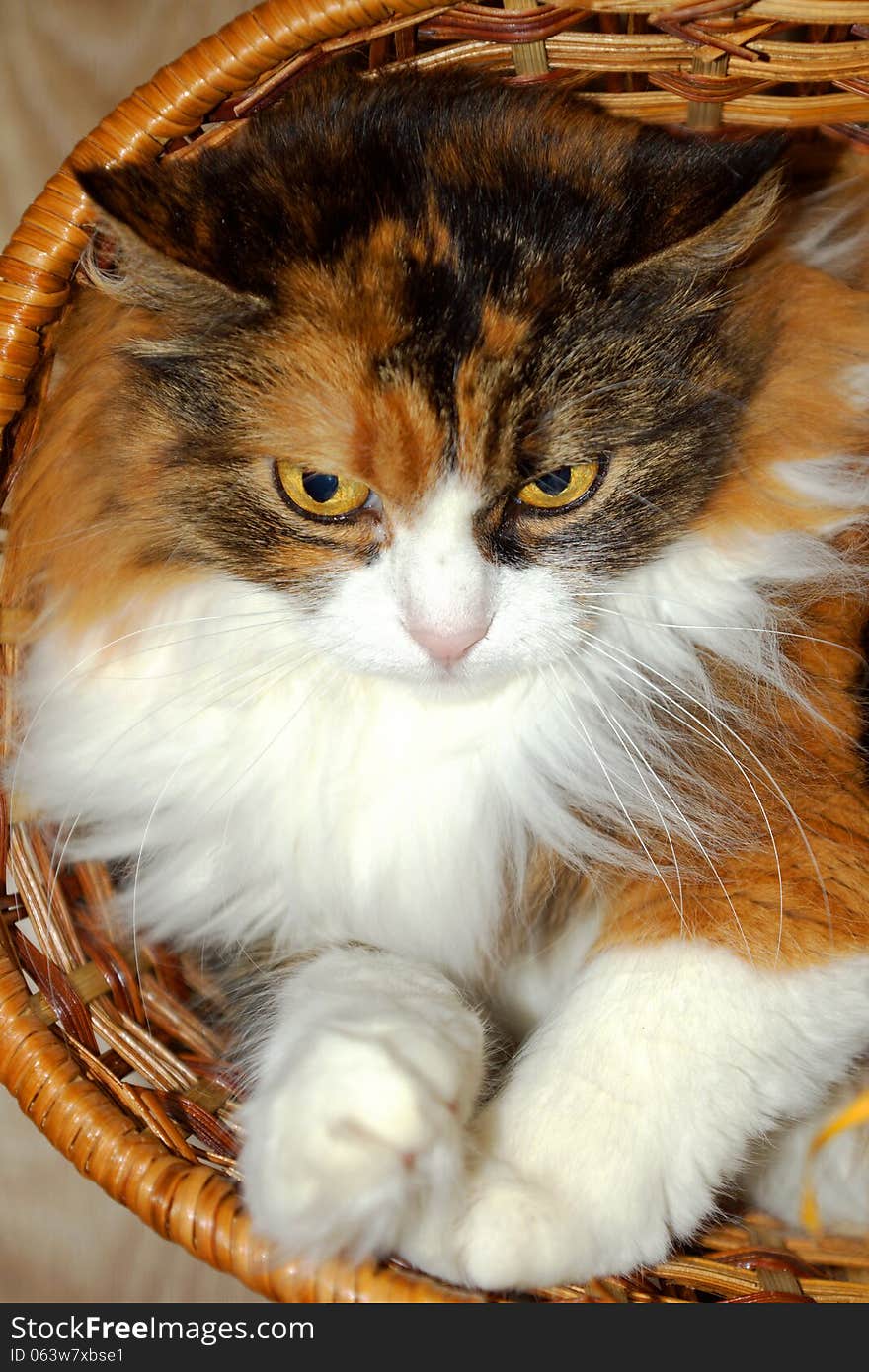 Cute tricolor cat in a basket