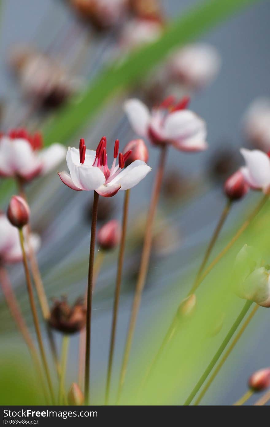 River flower, Susak