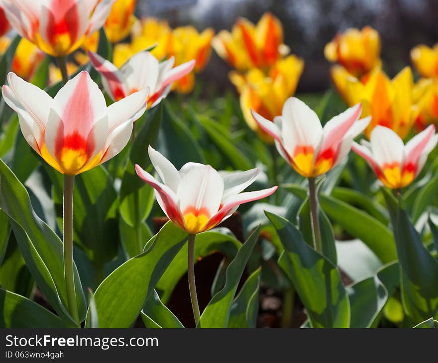 White and yellow tulips on flower bed