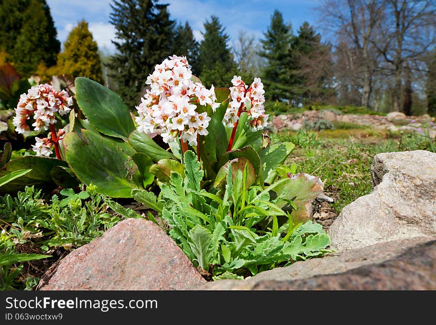 Bergenia hybride Bressingham White in garden. Bergenia hybride Bressingham White in garden