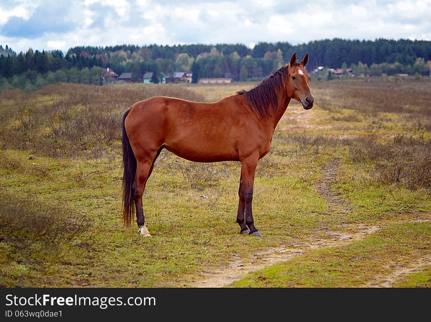 Horse grazing in a herd in the open. Fresh grass and water, clean place Kimrsky area