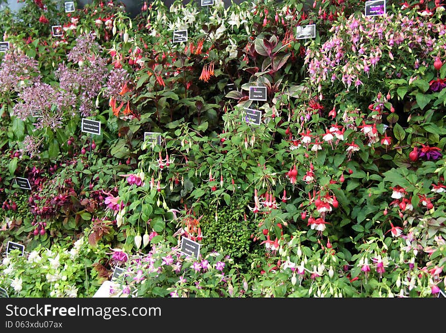 A Colourful Display of Fuchsia Plants with Flowers. A Colourful Display of Fuchsia Plants with Flowers.