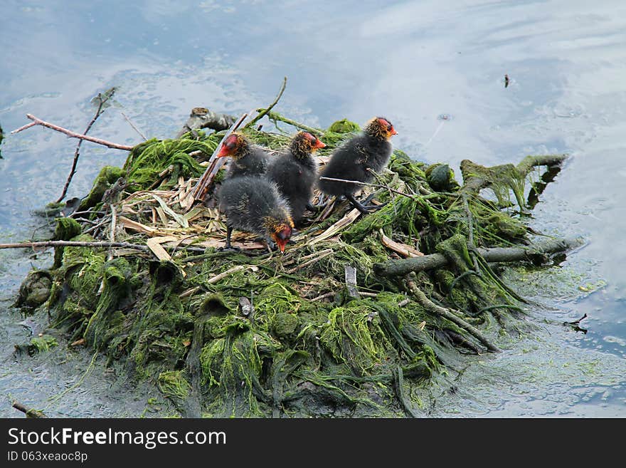 Baby Coot Chicks.