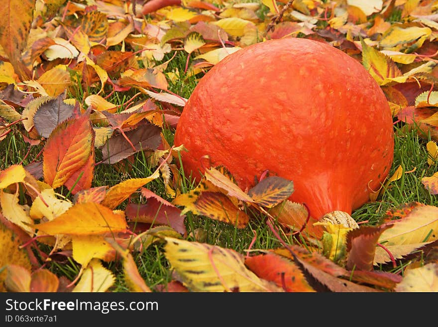 Pumpkin on fallen colorful leaves.