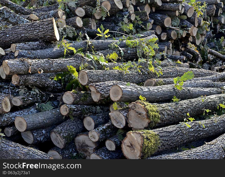 Chopped oak trees for domestic fire, heating. Danger of deforestation. Chopped oak trees for domestic fire, heating. Danger of deforestation