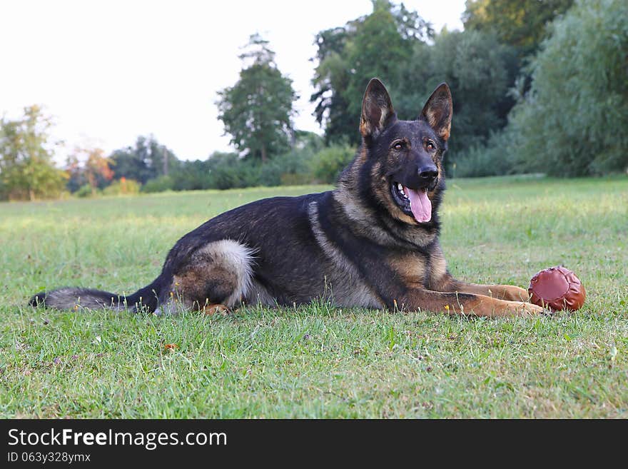 German shepherd dog lying with ball on the lawn. Horizontally.