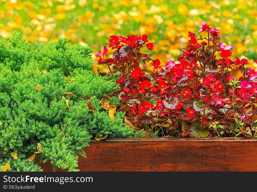 Wet red flowers and conifer in the box on a  foliage background