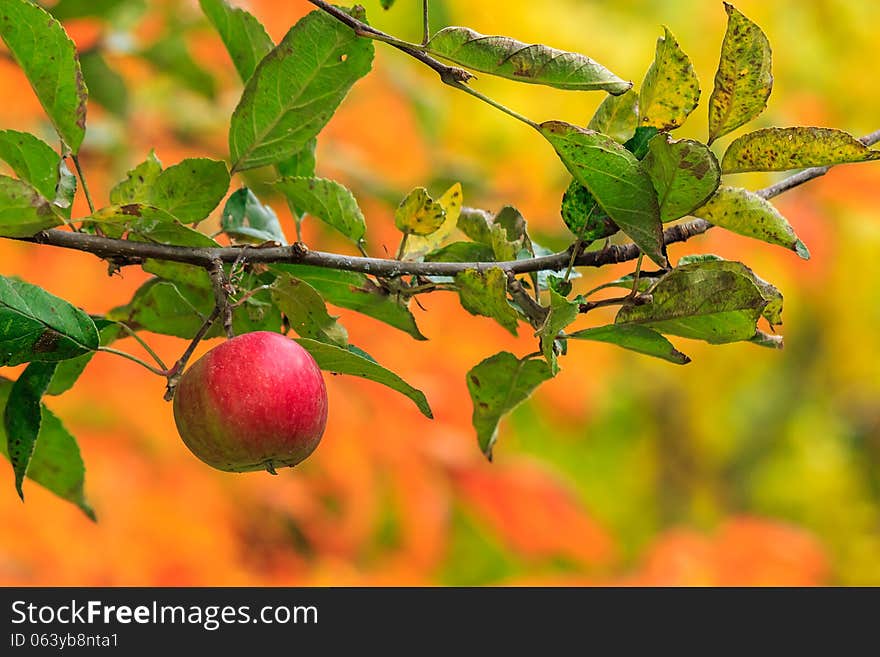 Red Apple Branch On A Autumn Leaves Background