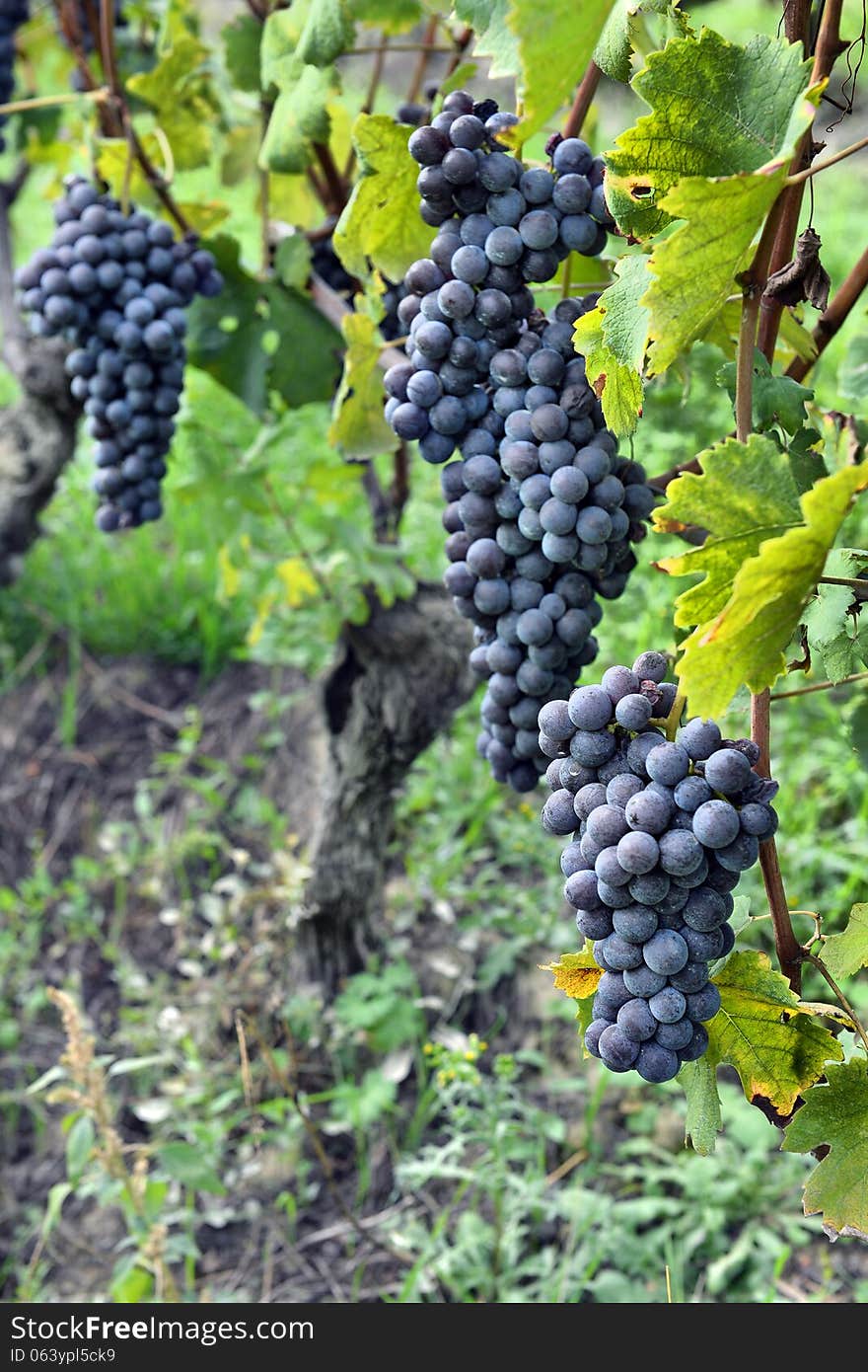 Grapes on the vine