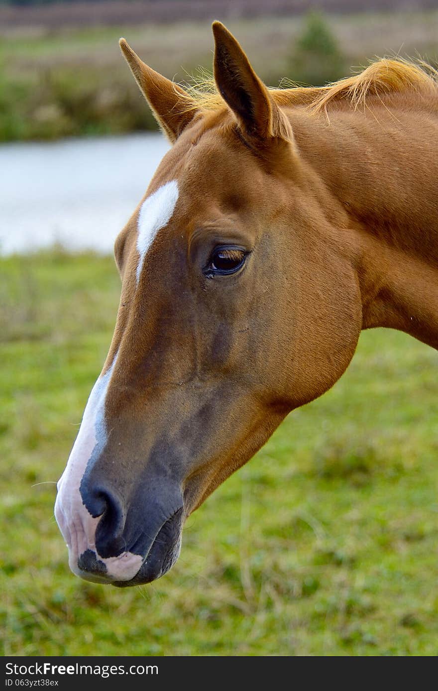 Horse is the most graceful animal on Earth. Filming took place in Kimry district of Tver Oblast, Russia. Horse is the most graceful animal on Earth. Filming took place in Kimry district of Tver Oblast, Russia