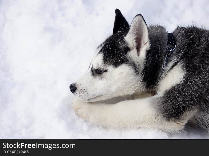 Siberian Husky puppy sleeping on the snow. Siberian Husky puppy sleeping on the snow