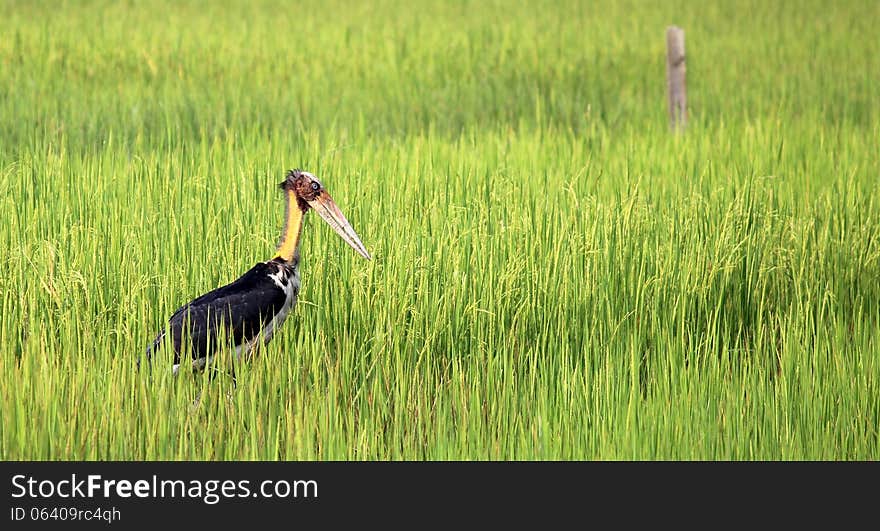 Stork on a paddy field. Stork on a paddy field