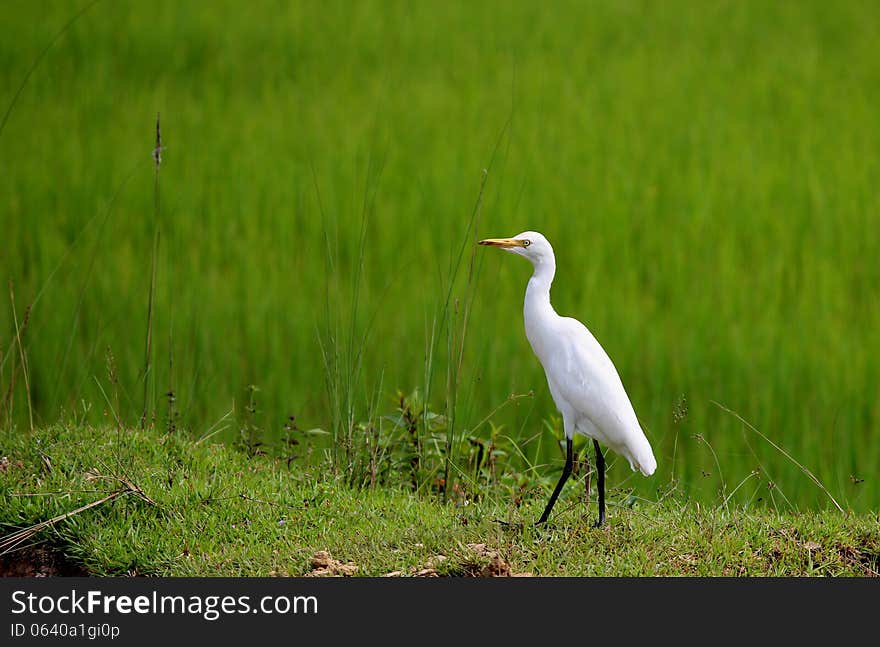 White Egret