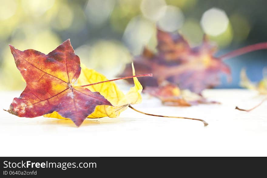 Colorful background of autumn leaves. Colorful background of autumn leaves