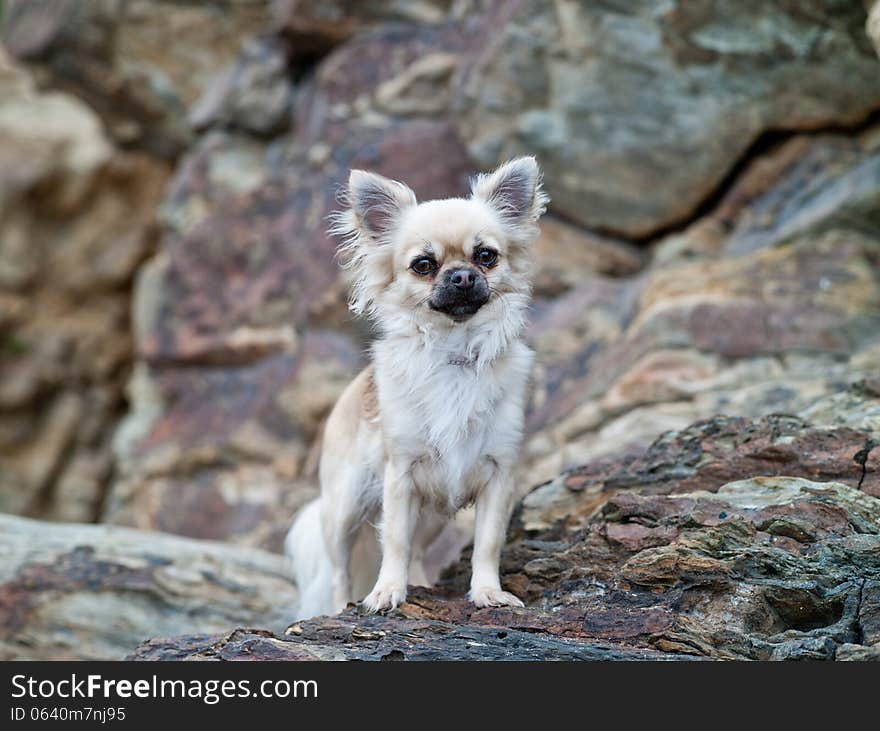 A cute chihuahua on the rocks.
