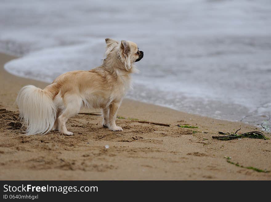 Chihuahua at the beach