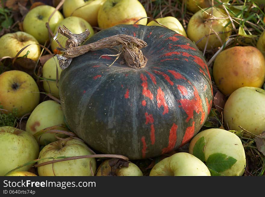 Pumpkin and apples on the grass in autumn garden