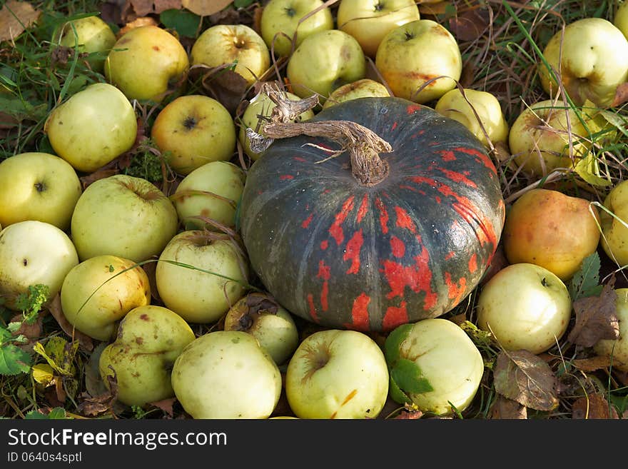 Red-green pumpkin and green apples on the grass in autumn garden. Red-green pumpkin and green apples on the grass in autumn garden