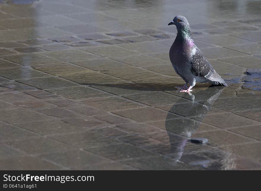 Colorful Pigeon With Water Reflection