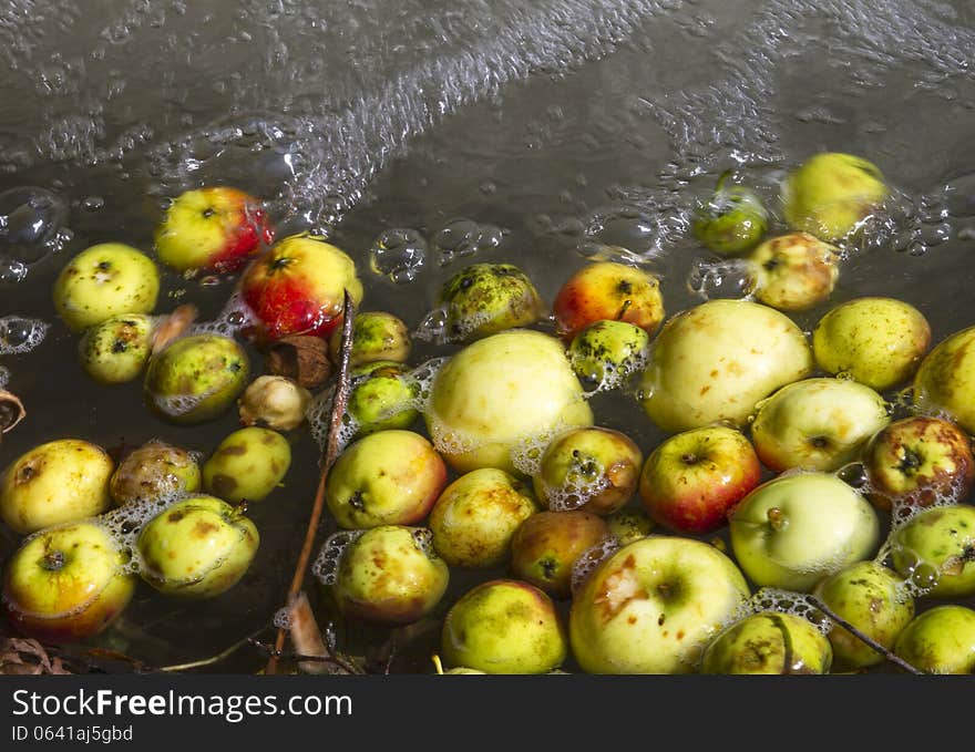 Colorful apples floating on water with bubbles