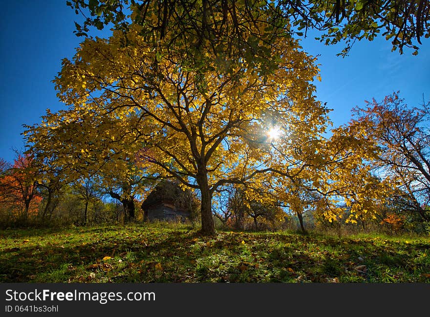 Rustic cottage in a colorful forest