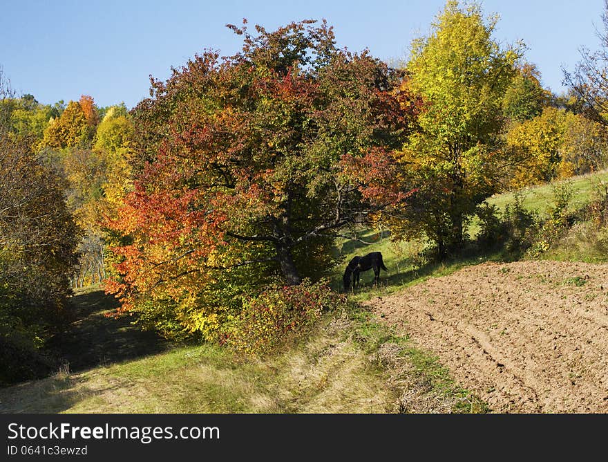 Horse silhouette stands in a fall landscape, near a potato plantation. Horse silhouette stands in a fall landscape, near a potato plantation