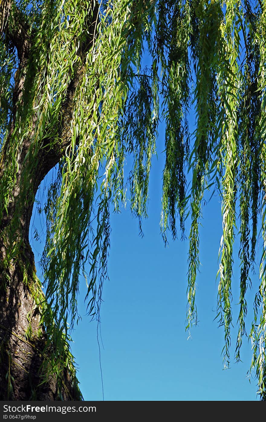 Weeping willow branches and blue sky