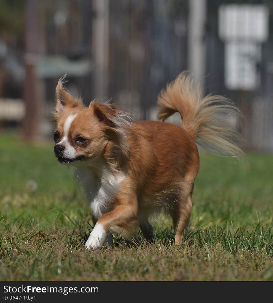 A small chihuahua srtolls across the grass in a park. A small chihuahua srtolls across the grass in a park