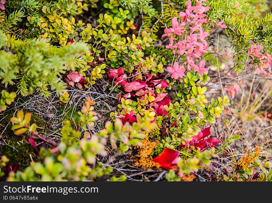 Bushes of various plants in the tundra. Bushes of various plants in the tundra