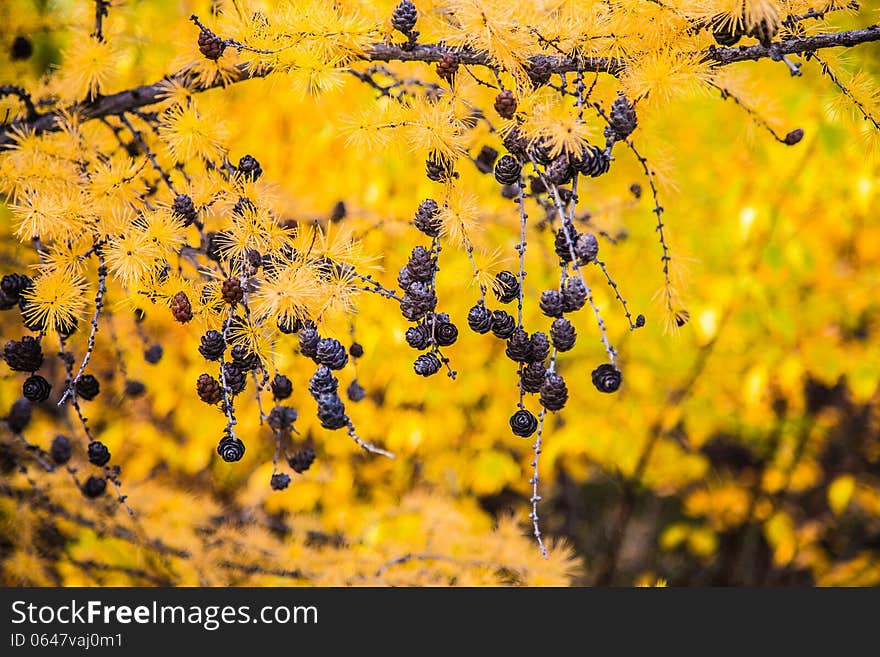 Autumn larch tree branch with cones