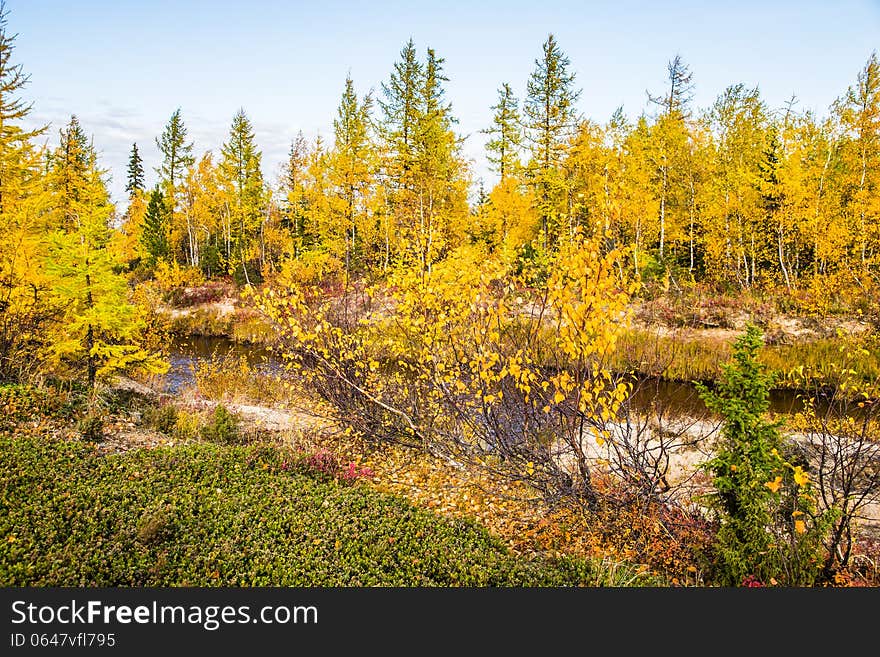 Autumn trees and the river