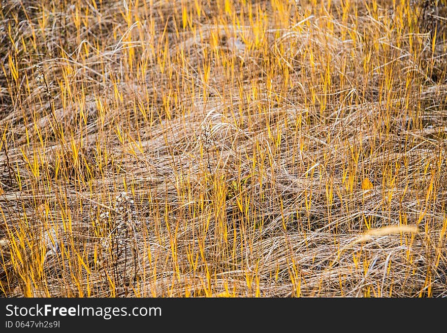 Autumn grass