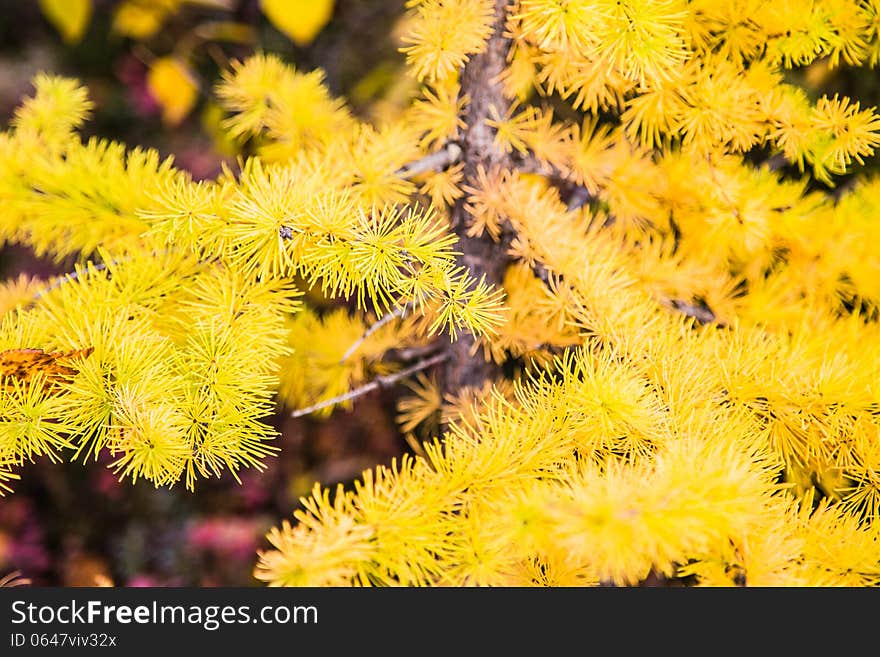 Autumn larch tree branch with cones