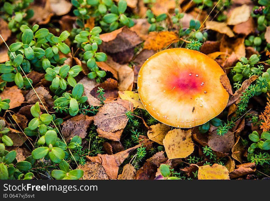 Amanita mushroom on a bed of autumn leaves