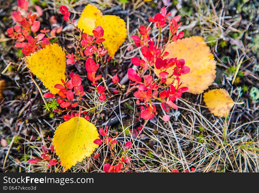 Bushes of various plants in the tundra. Bushes of various plants in the tundra