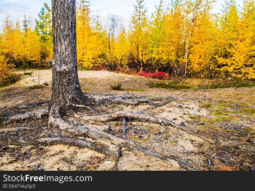 Tree Roots