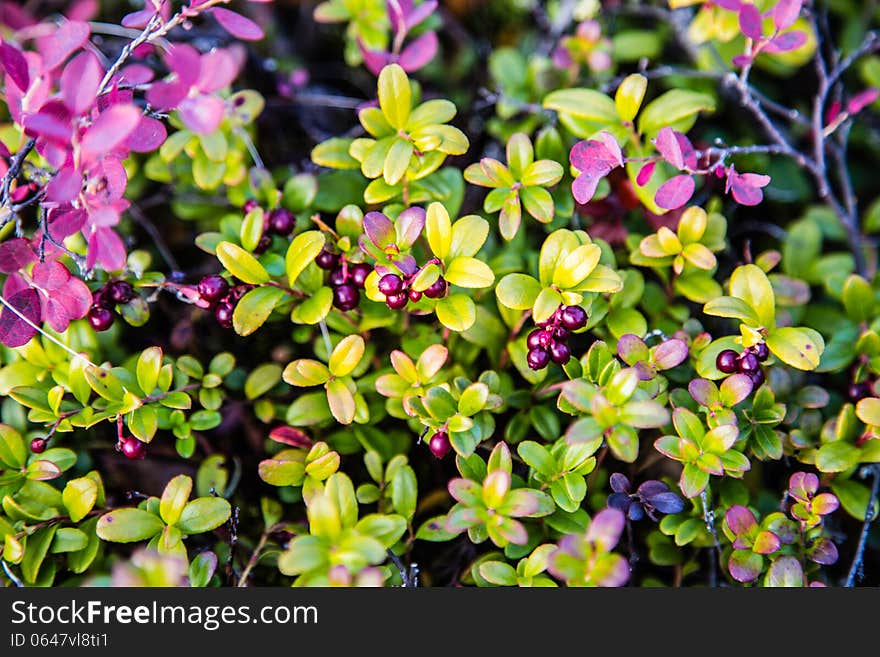 Berry cowberry bushes on the tundra. Berry cowberry bushes on the tundra