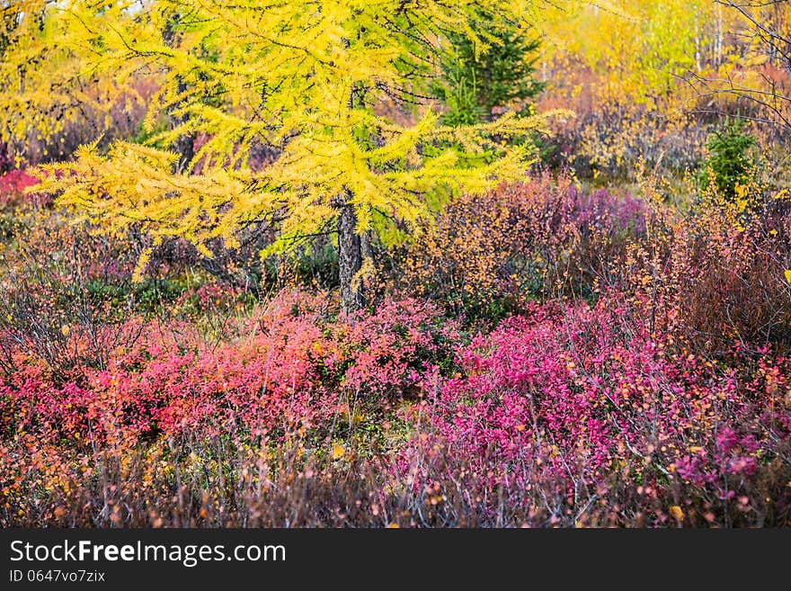 Larch Tree Branch