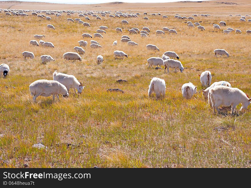 Sheep under the sun in the prairie winter. Sheep under the sun in the prairie winter