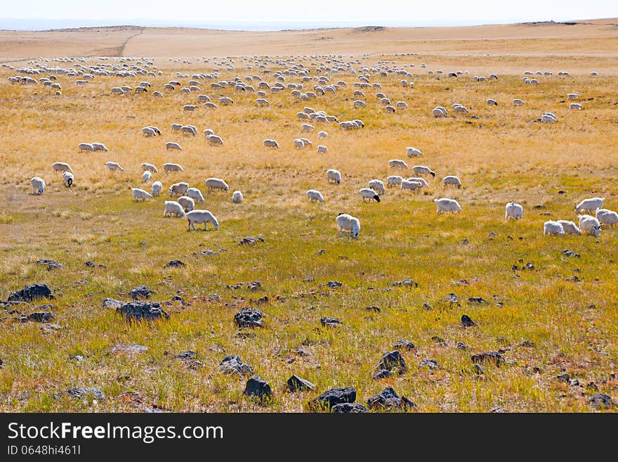 Sheep under the sun in the prairie winter. Sheep under the sun in the prairie winter